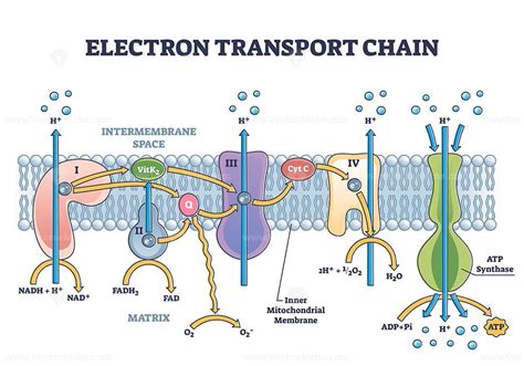 electron transport chain for kids.